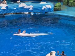 -海合安成都极地海洋公园