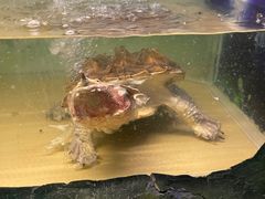 -上海大自然野生昆虫馆(东方明珠·爬宠昆虫探索中心)