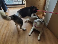 -Husky Go! 哈士奇体验馆·宠物咖啡厅狗咖