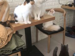 -平行世界·猫咖(首经贸店)