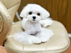 -鑫艺宠物美容培训学校