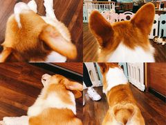 -柯斗斗主题餐厅·狗咖·围炉煮茶·茶饮(国瑞升平里店)