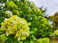 -上海滨江森林公园