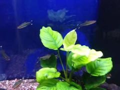 -沙沙哗啦海洋馆(华宇百花谷店)