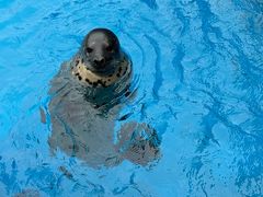 -海合安天津极地海洋公园