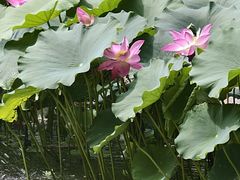 -莲湖公园