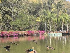 -西双版纳原始森林公园