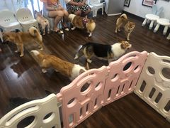 -柯斗斗主题餐厅·狗咖·围炉煮茶·茶饮(国瑞升平里店)