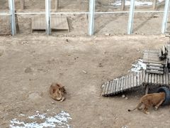-青藏高原野生动物园