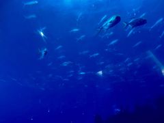 -海棠湾洲际-涛·海底餐厅·美人鱼·自助餐·海底隧道