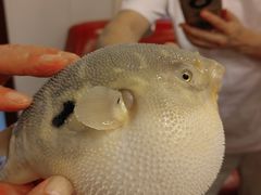 -长顺河豚馆(江洲东路)