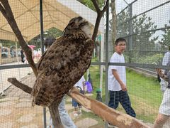 -西霞口神雕山野生动物世界