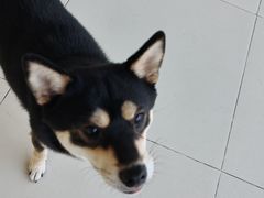 -怪兽屋·羊驼·猫咖·狗咖(俊华广场店)