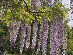 -嘉定紫藤园