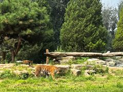 -北京野生动物园