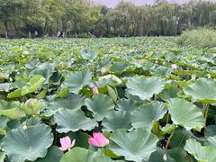 -南翠屏公园