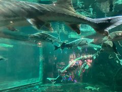 -华夏文旅海洋公园