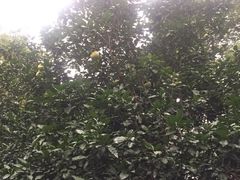 -新湖明珠城
