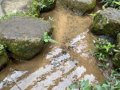 -深圳仙湖植物园