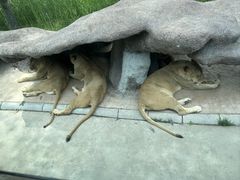 -北京野生动物园