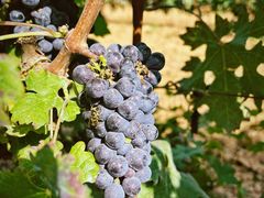 -北京张裕爱斐堡酒庄