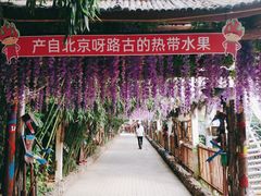 -呀路古热带植物园