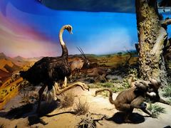 -国家自然博物馆