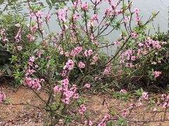 -南国桃园旅游度假区