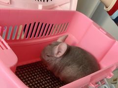 -佳雯宠物医院(四明中路分院)