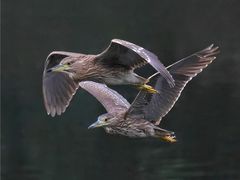 -重庆彩云湖湿地公园