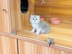 -猫十亿·布偶金渐层·曼基康矮脚猫舍(青年路店)