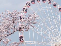 -顾村公园