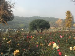 -龙寺生态园