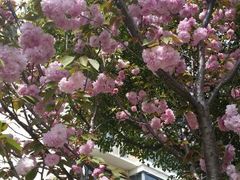 android_upload_pic-高东镇樱花园