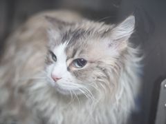-瑞鹏宠物医院犬猫全科(真大分院)