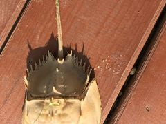 -北海金海湾红树林生态旅游区