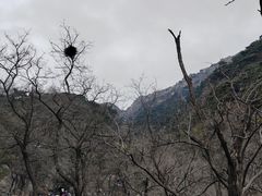 -泰山风景名胜区