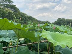 -摇橹船上船码头