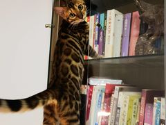 -欣宠猫屋·矮脚拿破仑·蓝金金渐层