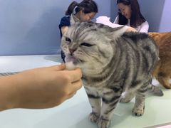 -喵的天空名猫咖啡馆·撸猫·猫舍·用品
