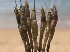 -西中岛海滨