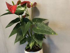 -川锅哎哟·麻辣香锅(国大城市广场店)