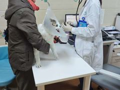 -北京观赏动物医院·24小时大型综合·猫专科·异宠专科