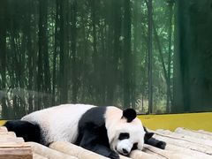 -杭州野生动物世界