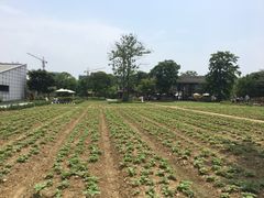 -田园东方蜜桃村的田野营地