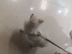 -帕帕拉兹宠物(亚洲旗舰店)