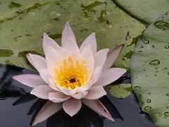 -西湖游船