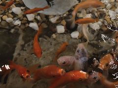 -龙源茶坊(白银路店)