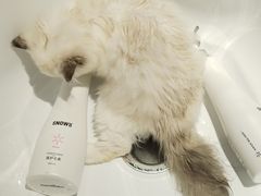 -PETKIT 小佩宠物·德文赛凯猫舍