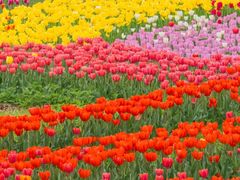 -洛阳郁金香牡丹园